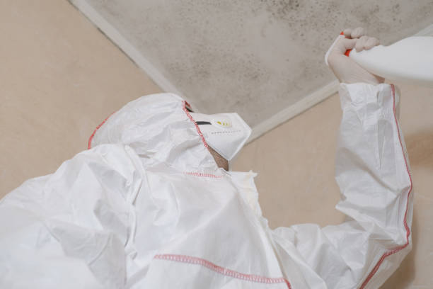 Best Specialized Mold Remediation in Westby, WI